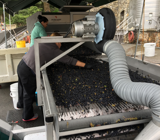 2015 Harvest Merlot Sorting Flora Springs Winery