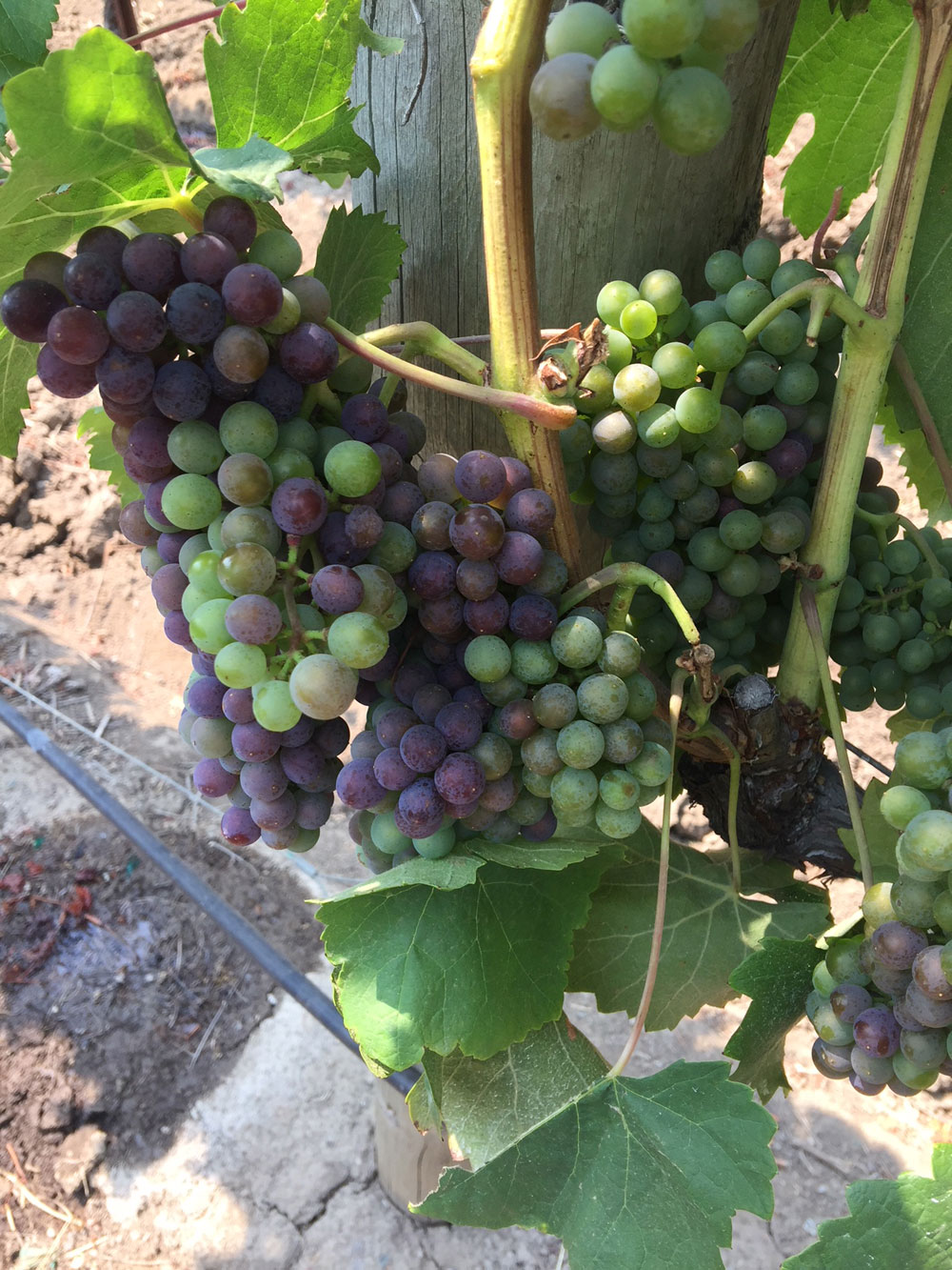 Cabernet Sauvignon Going Through Veraison