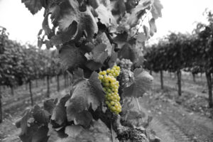 Chardonnay Vineyard