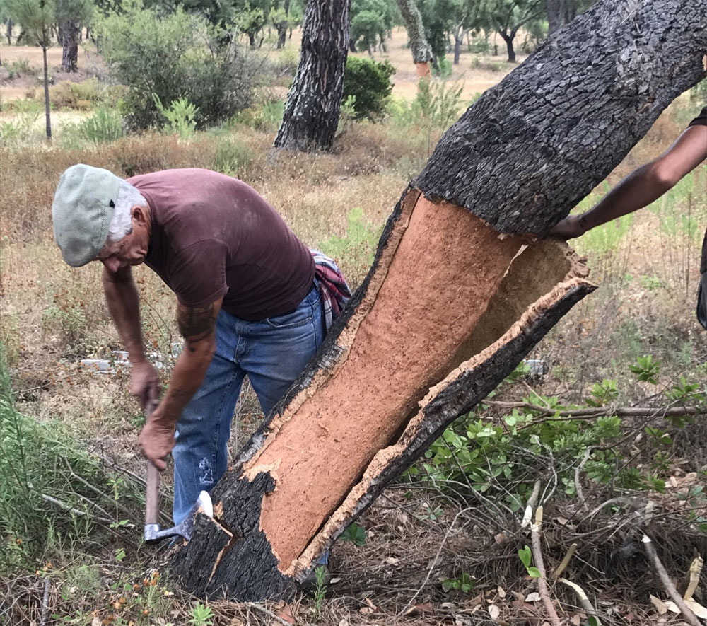 Cork harvest in Portugal