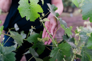 Flora Springs Napa Valley Vineyards