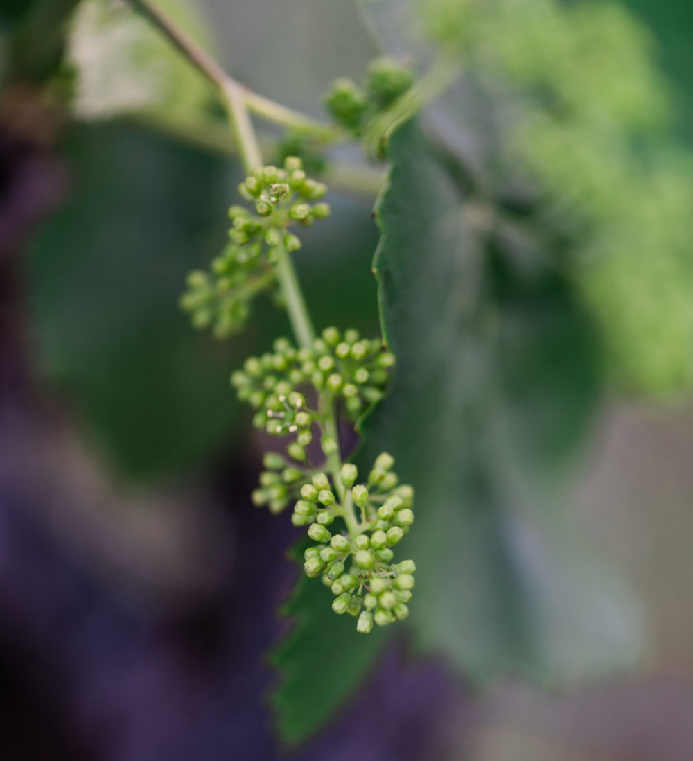 Vineyard Flowering