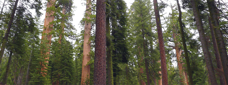 Giant Sequoias