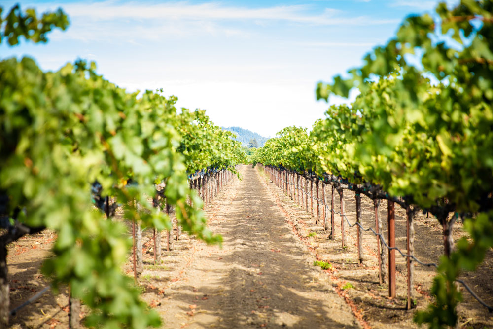 Komes Ranch Rutherford Napa Valley