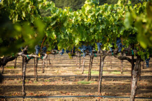 Vineyard Views Napa Valley