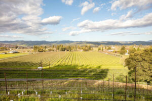 Looking east to the Napa Valley floor from our vines on the Rutherford Bench