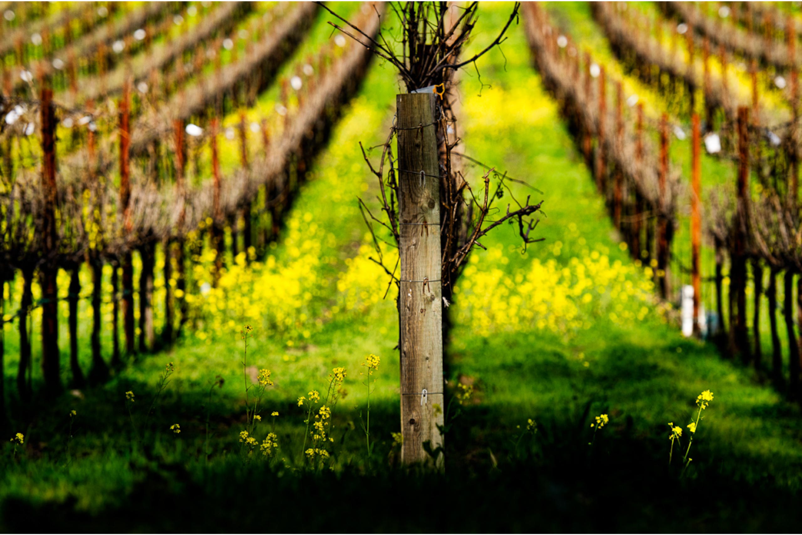 Mustard Season Begins in Napa Valley Vineyards | Flora Springs Winery Napa Valley