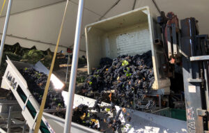 Napa Valley Grape Harvest Merlot