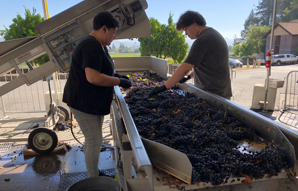 Napa Valley Grape Harvest Merlot