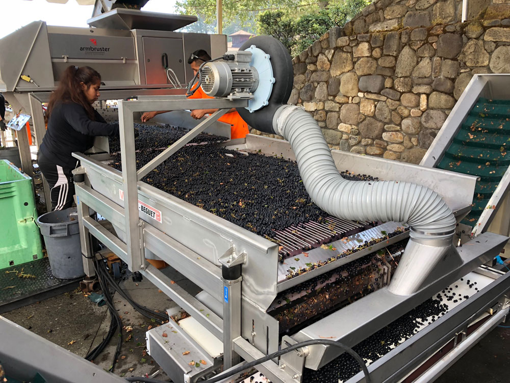 Napa Valley Grape Harvest Merlot