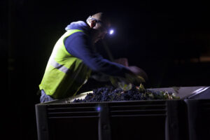 Night Picking Harvest