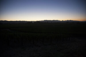 Night Picking Harvest Dawn