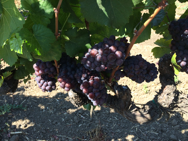 Flora Springs Harvest 2014 Pinot Grigio in Oakville