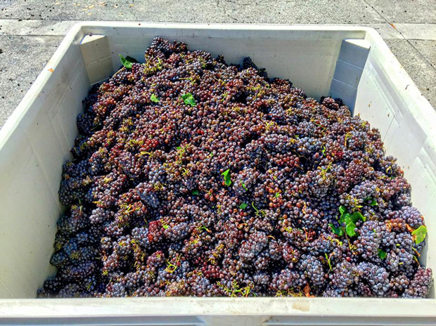 Harvest Update 2016 #2: Pinot Grigio