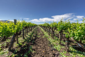 Winery with vineyard views