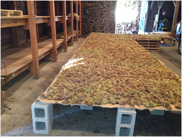 Star Star Chardonnay Flora Springs Drying on burlap sacks late harvest clusters