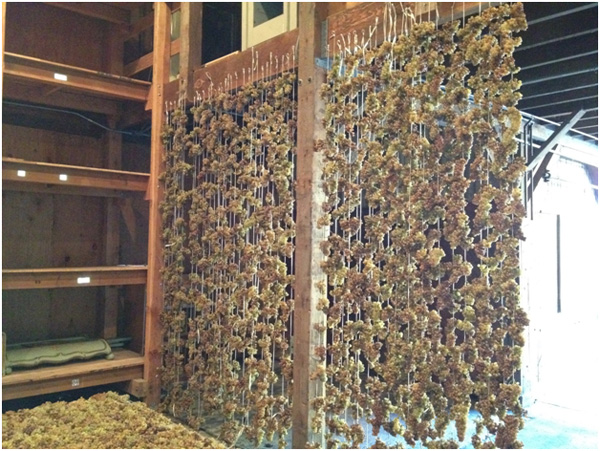 Star Star Chardonnay late harvest grapes hung up to dry in tradition of Appasimento