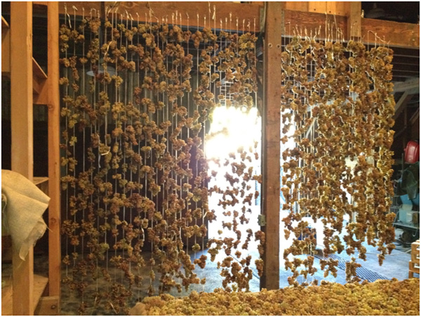 Star Star Chardonnay strung by hand to dry in late harvest