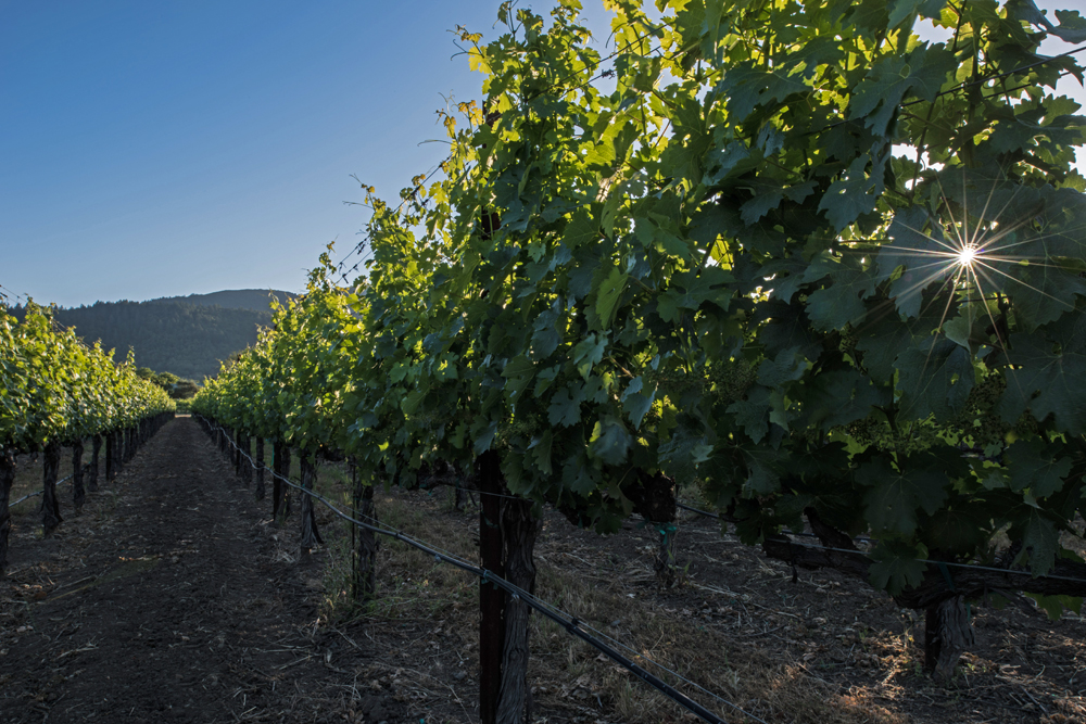 Windfall Vineyard in Rutherford Napa Valley