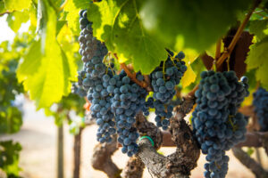 Napa Valley Cabernet Vineyard