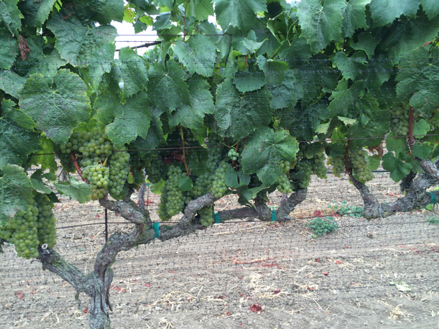 Flora Springs Vineyard Netting in Carneros Region Harvest 2014 bird protection