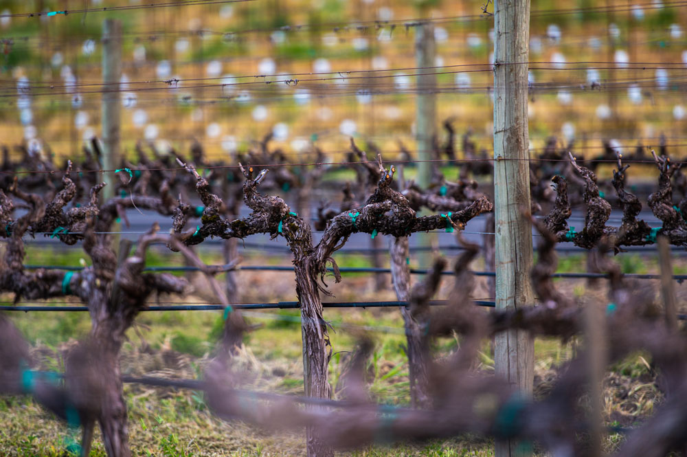 Vineyard in February