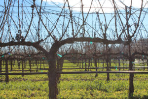 Napa Valley Vineyard in Winter