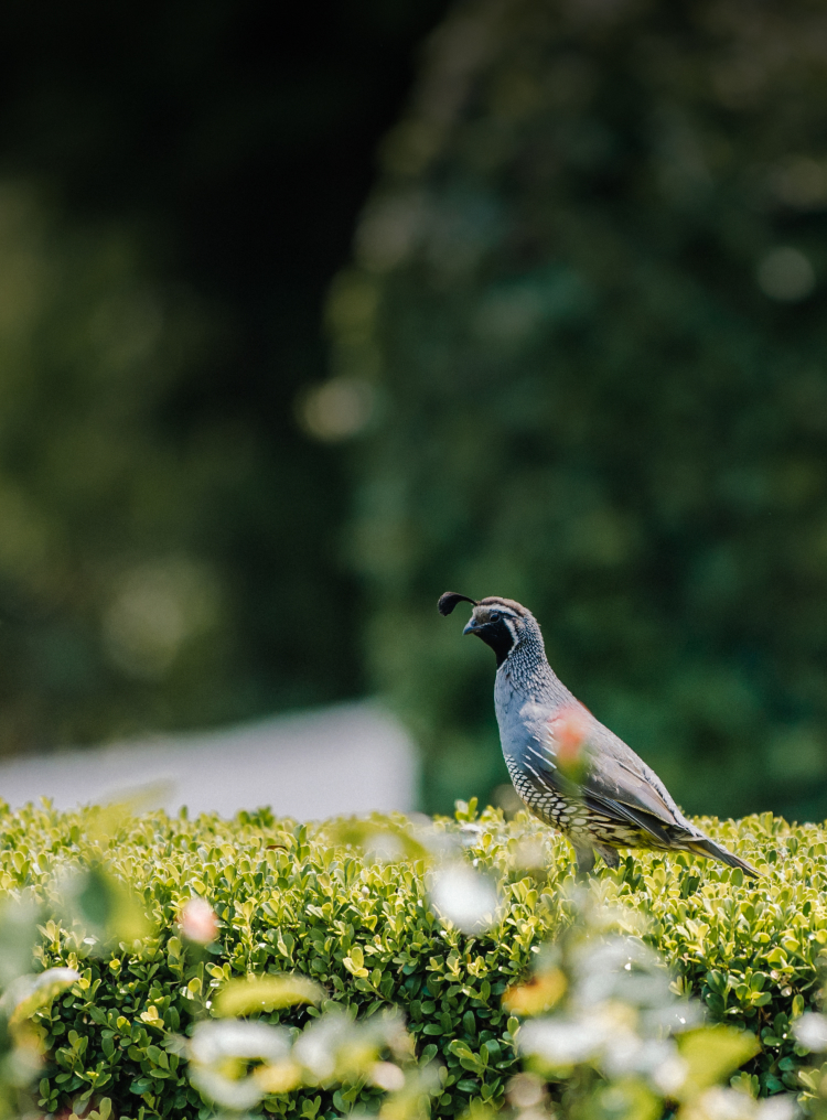 Bird standing on bushes