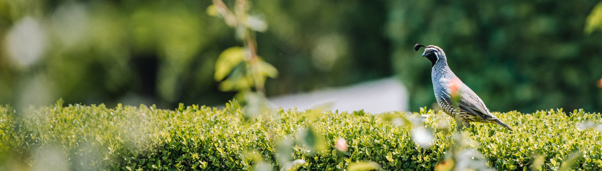 Bird standing on bushes