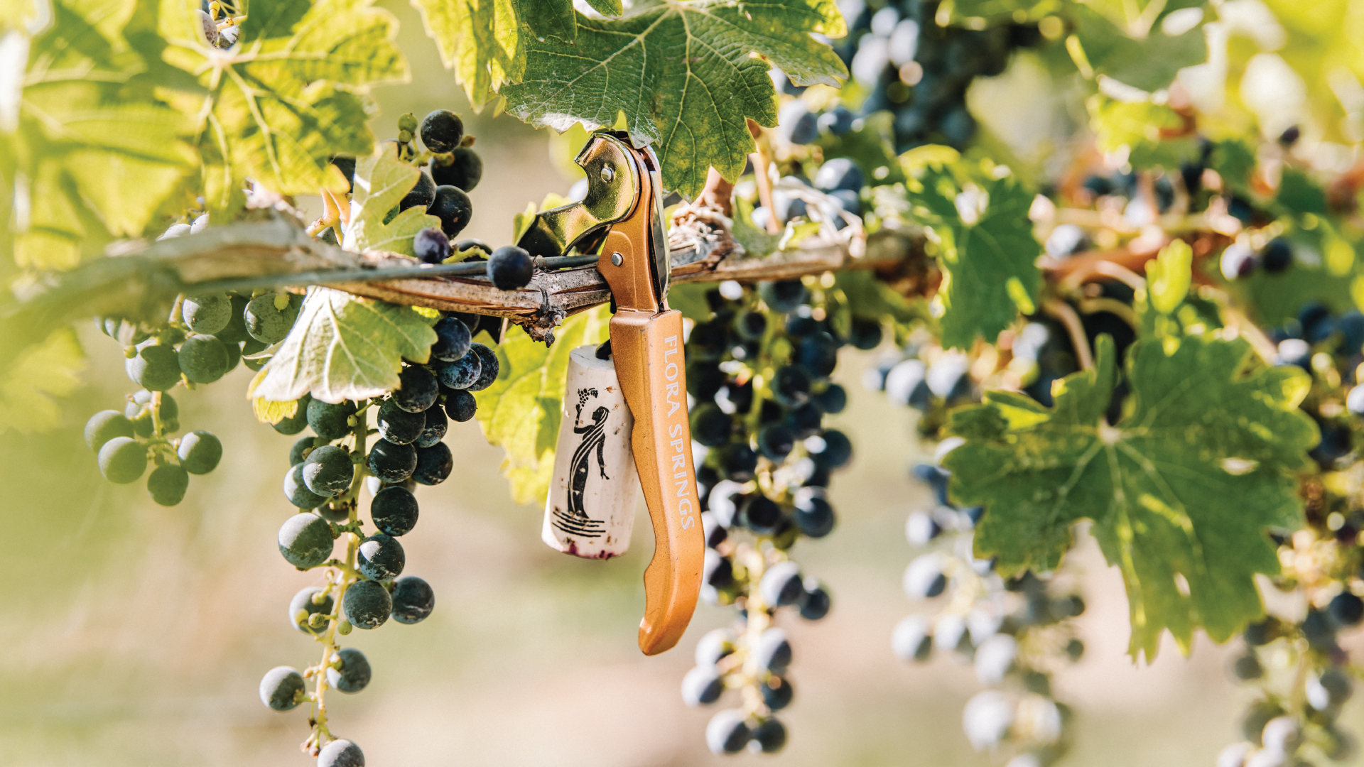 Flora Springs Corkscrew Hanging Over Grapevine.