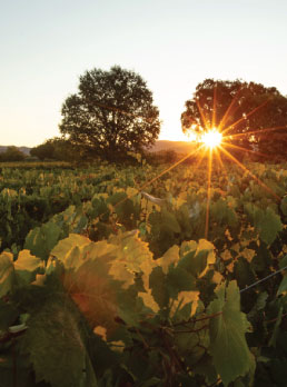 Flora Springs vineyards