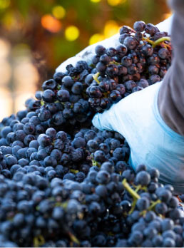 Flora Springs Winemaking, person holding grapes.