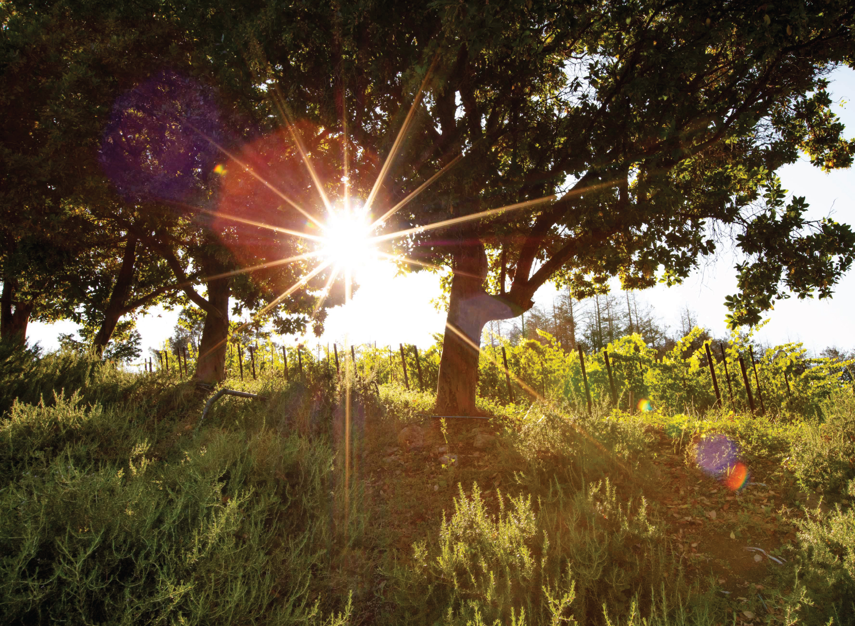 Sun Shining Over the Vineyard.