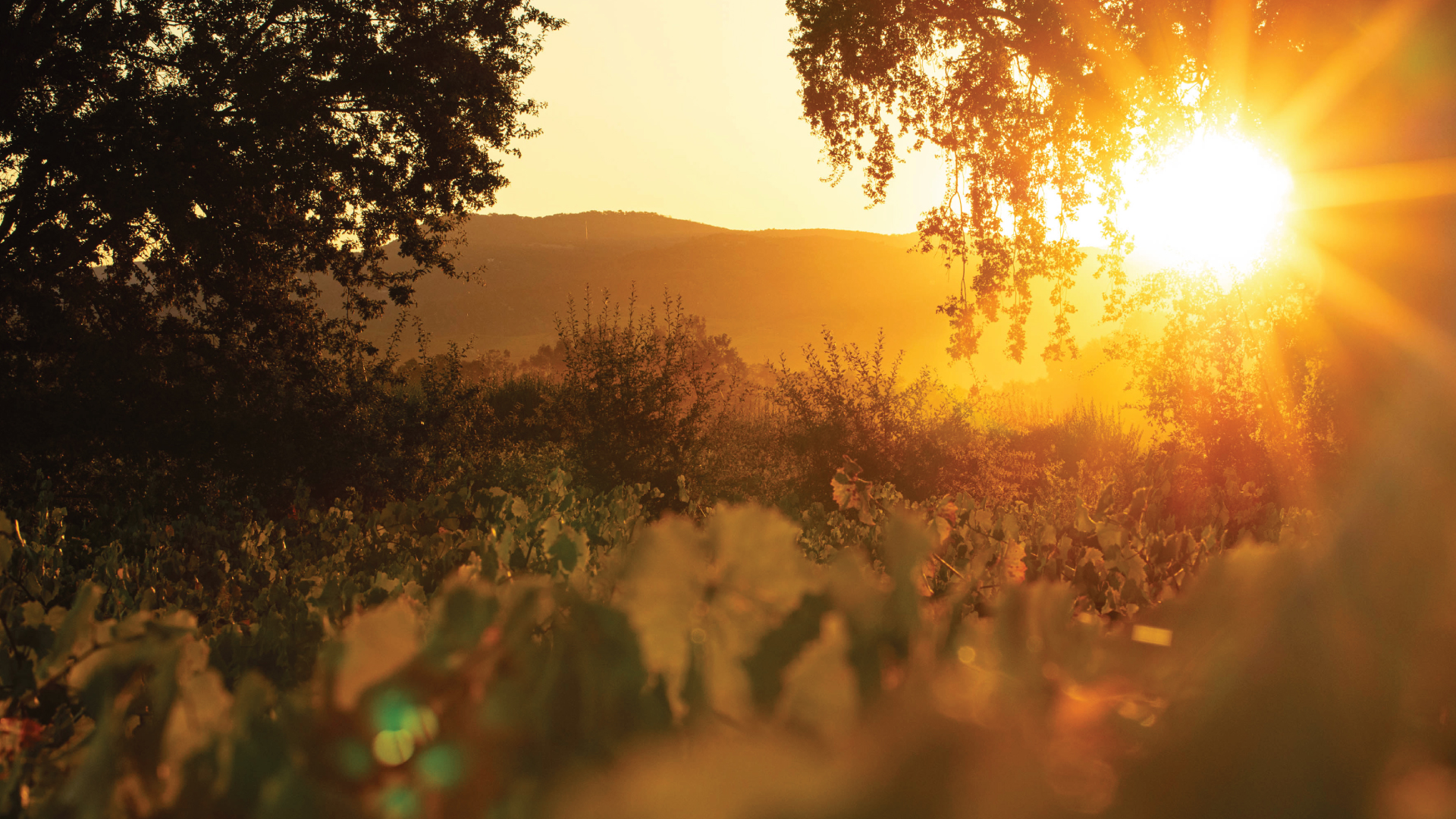 Sun setting over the vineyard.