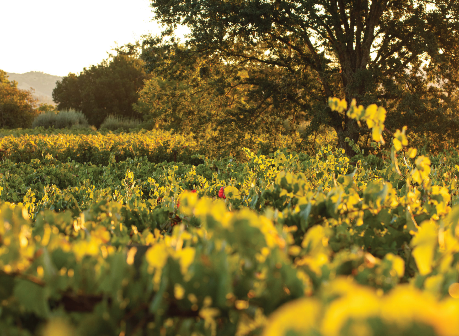 Flora Springs Vineyard.