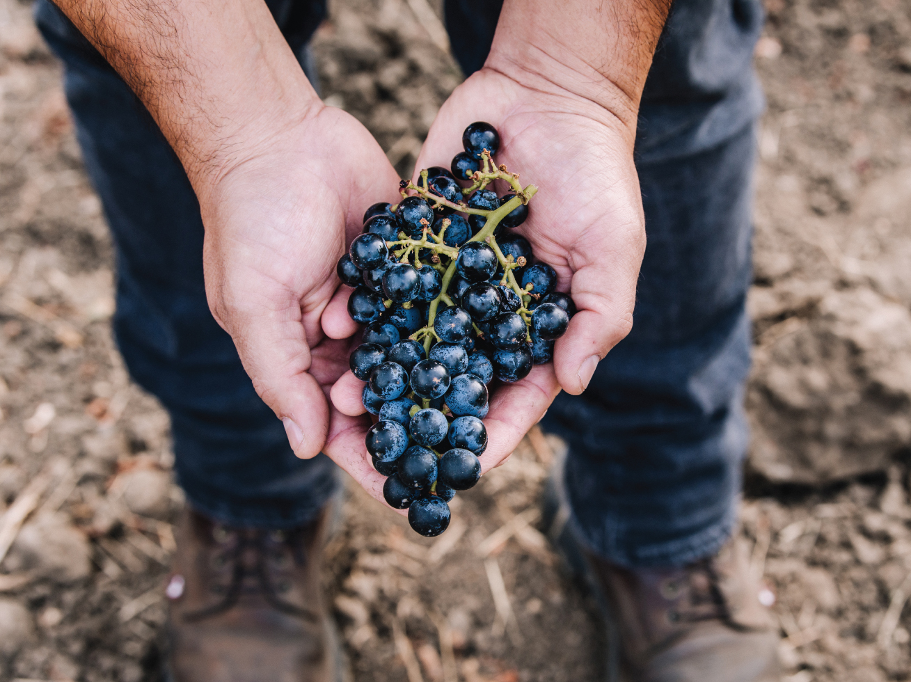 Man Holding Out Grapes.