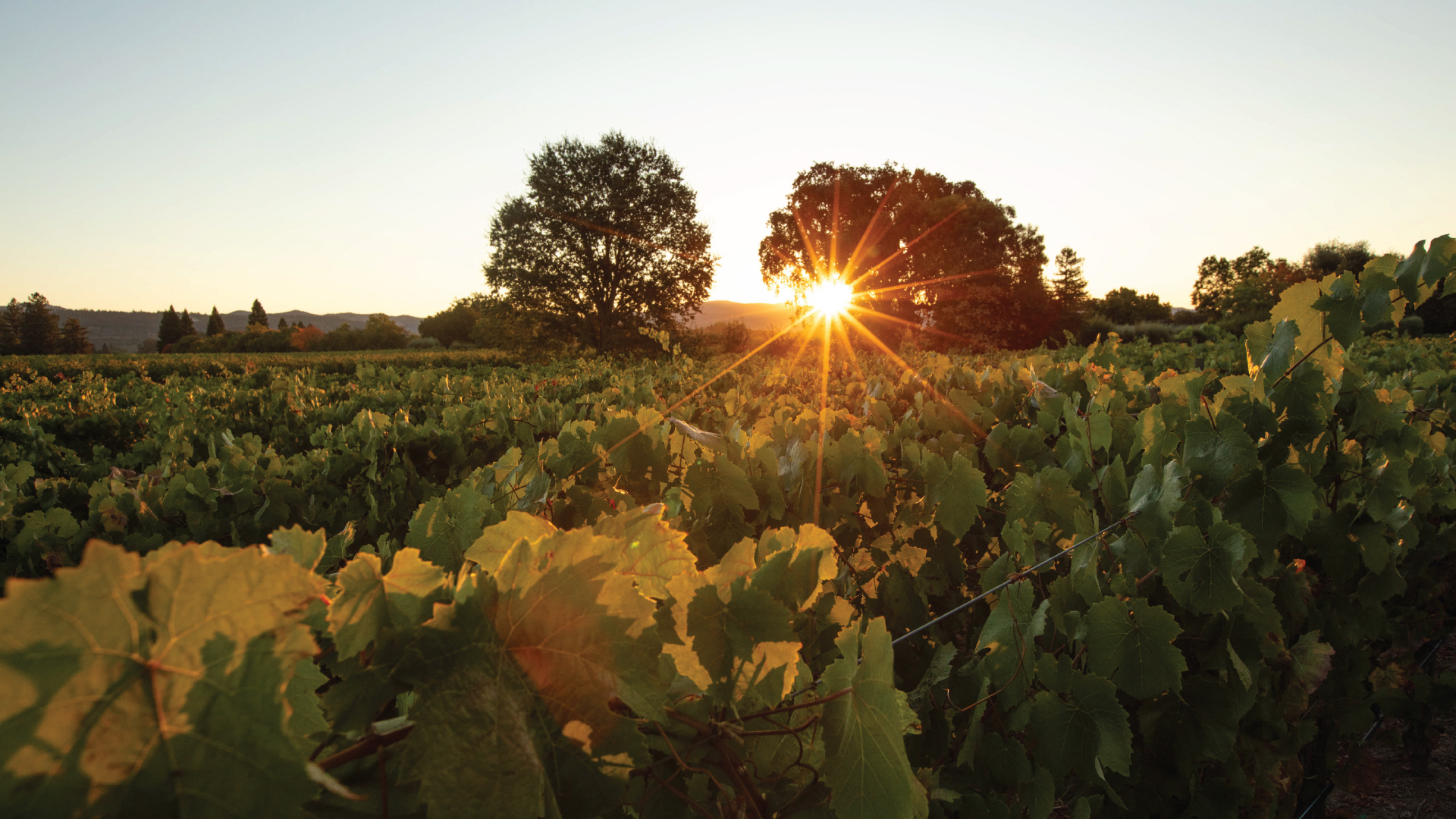 Sunset setting over Flora Springs vineyard.