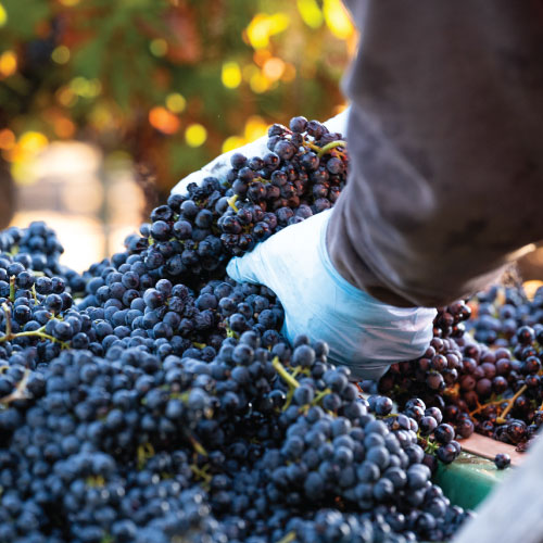 Harvest at Flora Springs Winery.