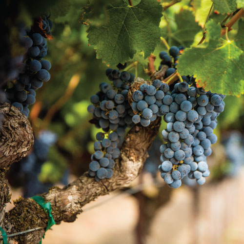 Flora Springs succulent red grapes.