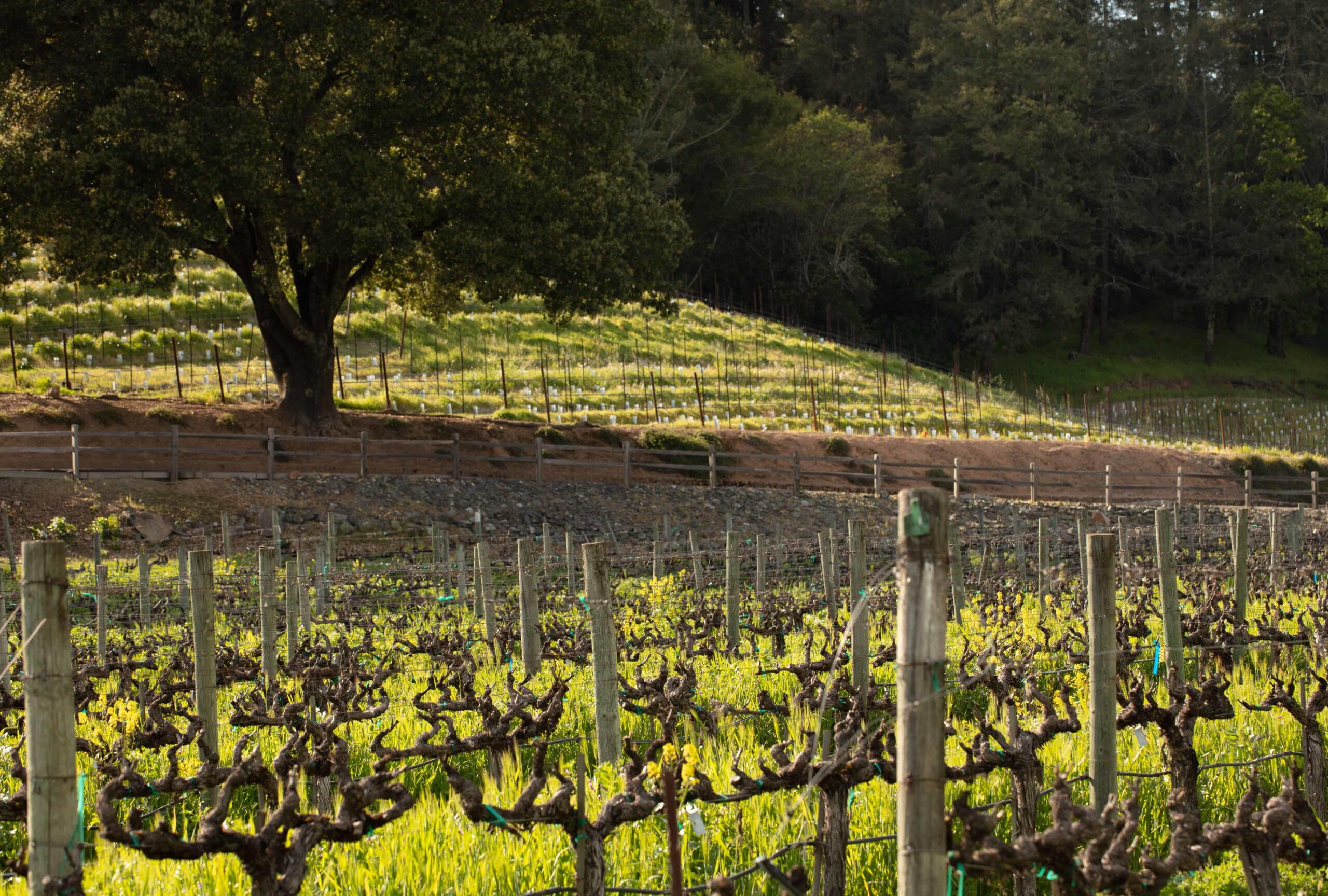 Bud Break in Napa Valley, California | Flora Springs