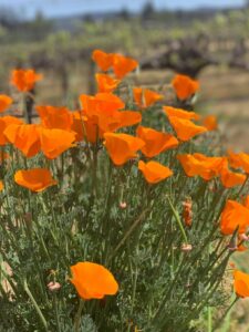Poppies in Bloom | Flora Springs Vineyards Napa Valley