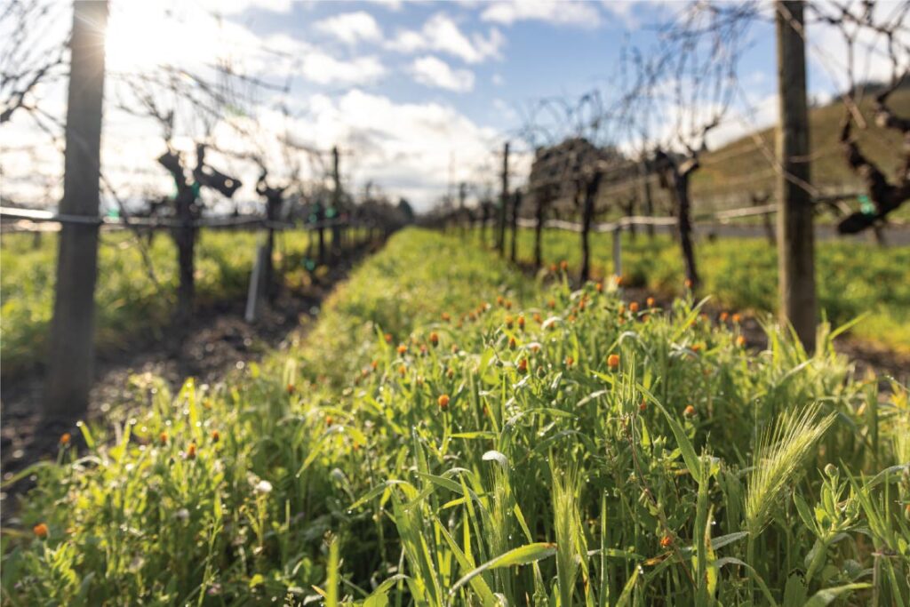 Springtime in the Vineyards | Flora Springs Napa Valley