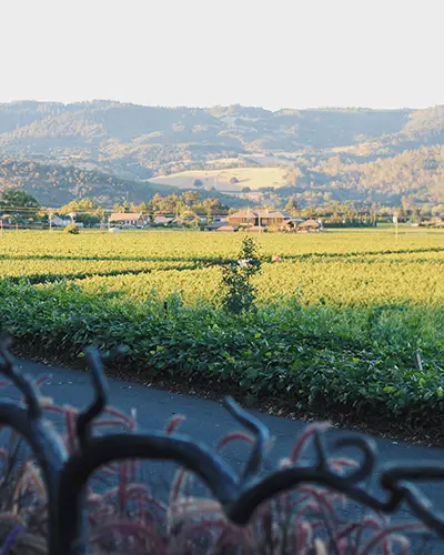Flora Springs Vineyard