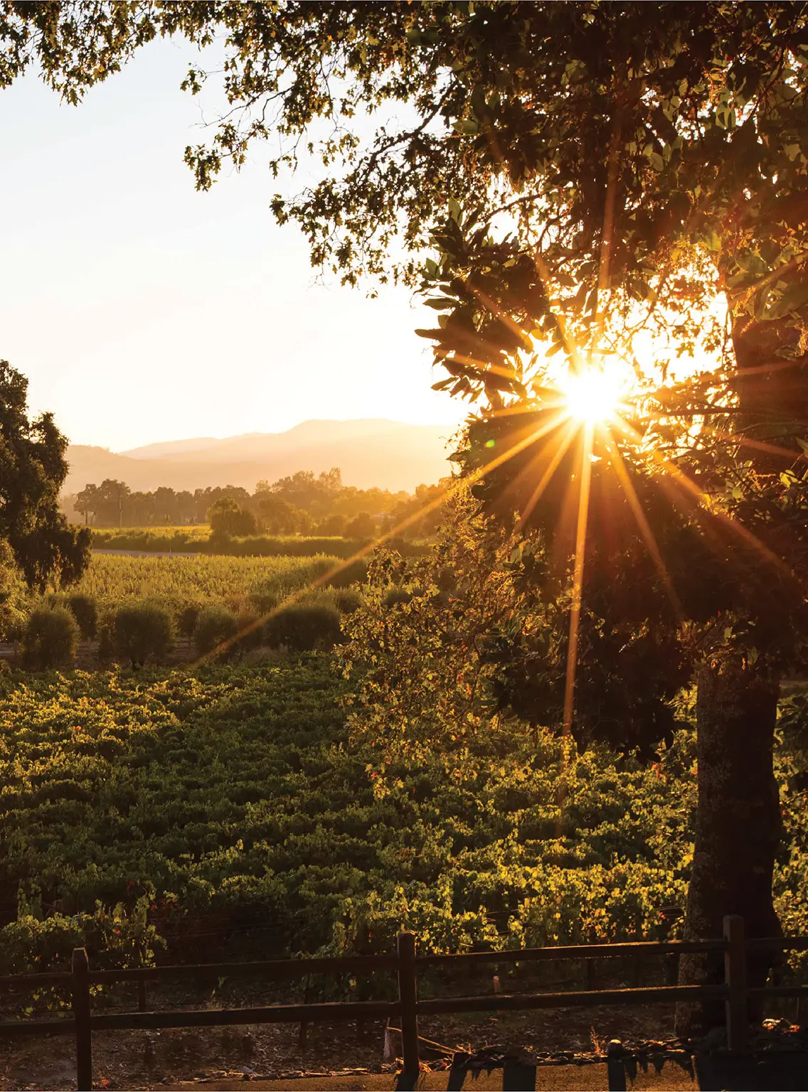 Vineyard at sunset